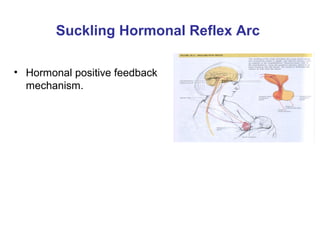 • Hormonal positive feedback
mechanism.
Suckling Hormonal Reflex Arc
 