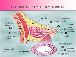 ANATOMY AND PHYSIOLOGY OF BREAST


                                  fat                Lacteferous
                      ...