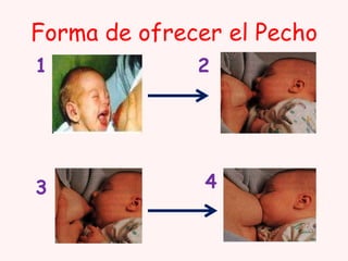 Forma de ofrecer el Pecho
1

3

2

4

 