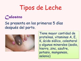 Tipos de Leche
Calostro
Se presenta en los primeros 5 días
después del parto.
Tiene mayor cantidad de
proteínas, vitaminas A, E,
K, ácido siálico, colesterol
y algunos minerales (sodio,
hierro, zinc, azufre,
potasio, manganeso,
selenio)

 
