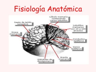 Fisiología Anatómica

 