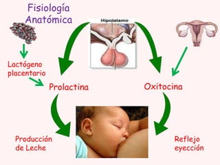 Fisiología
Anatómica

Lactógeno
placentario

Prolactina

Producción
de Leche

Oxitocina

Reflejo
eyección

 