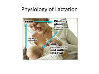 Physiology of Lactation
 