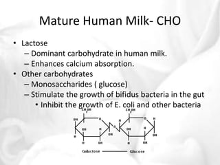 Mature Human Milk- CHO 
• Lactose 
– Dominant carbohydrate in human milk. 
– Enhances calcium absorption. 
• Other carbohydrates 
– Monosaccharides ( glucose) 
– Stimulate the growth of bifidus bacteria in the gut 
• Inhibit the growth of E. coli and other bacteria 
 