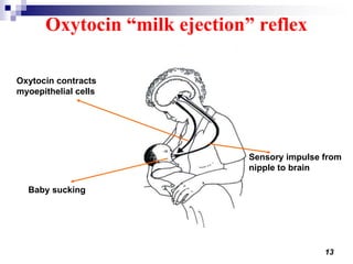 13
Baby sucking
Sensory impulse from
nipple to brain
Oxytocin contracts
myoepithelial cells
Oxytocin “milk ejection” reflex
 