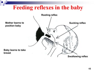 15
Mother learns to
position baby
Baby learns to take
breast
Rooting reflex
Swallowing reflex
Sucking reflex
Feeding reflexes in the baby
 