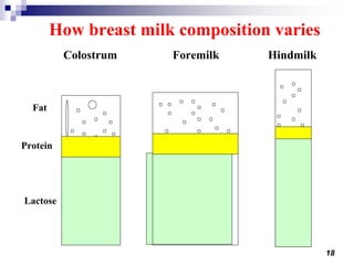 18
How breast milk composition varies
Colostrum Foremilk Hindmilk
Fat
Protein
Lactose
 