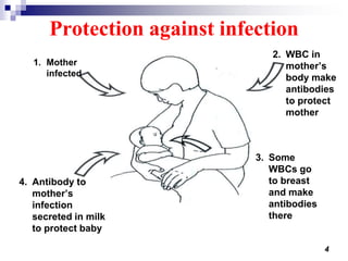 4
1. Mother
infected
4. Antibody to
mother’s
infection
secreted in milk
to protect baby
2. WBC in
mother’s
body make
antibodies
to protect
mother
3. Some
WBCs go
to breast
and make
antibodies
there
Protection against infection
 
