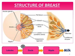 8
STRUCTURE OF BREAST
MilkLobules Ducts Nipple
3
 