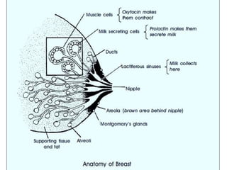 31.07.201
6
Breast
Feeding
5
 