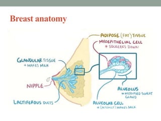 Breast anatomy
 
