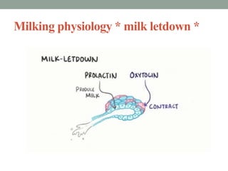 Milking physiology * milk letdown *
 