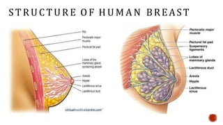 S T R U CT U R E O F H U M A N BREAST
 