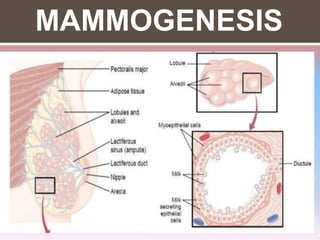MAMMOGENESIS
 