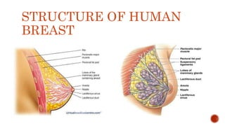 STRUCTURE OF HUMAN
BREAST
 