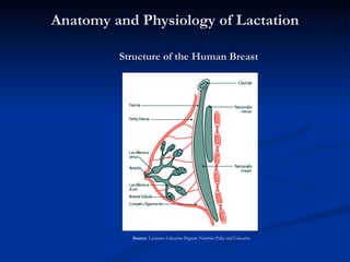 Breastfeeding effective practices, benefits to mothers and infants | PPT