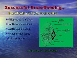 Successful Breastfeeding…Successful Breastfeeding…
Breastfeeding in the Correct PositionBreastfeeding in the Correct Position
Anatomy of the BreastAnatomy of the Breast
Milk producing glands
Lactiferous canaliculi
Lactiferous sinuses
Myoepithelial tissue
Adipose tissue
 