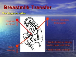 The Oxytocin reflexThe Oxytocin reflex
Breastmilk TransferBreastmilk Transfer
• Works before or duringWorks before or during
feed to make milk flowfeed to make milk flow
• Makes uterus contract
Baby
sucking
Sensory Impulses
from nipple
Oxytocin
in blood
 