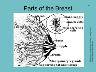 Parts of the Breast
6/1
AdaptedfromBreastfeedingCounselling:atrainingcourse,
WHO/CHD/93.4,UNICEF/NUT/93.2
 