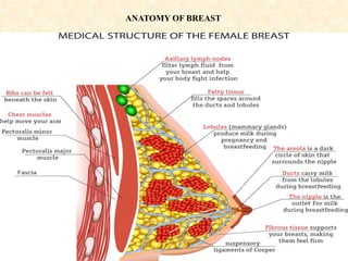 ANATOMY OF BREAST
 