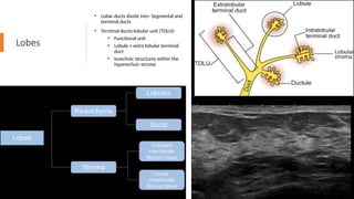 BREAST IMAGING mammography and ultrasound.pptx