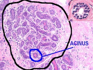 Breast pathology i march 15. 2015 | PPT