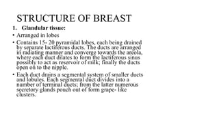 STRUCTURE OF BREAST
1. Glandular tissue:
• Arranged in lobes
• Contains 15- 20 pyramidal lobes, each being drained
by separate lactiferous ducts. The ducts are arranged
in radiating manner and converge towards the areola,
where each duct dilates to form the lactiferous sinus
possibly to act as reservoir of milk; finally the ducts
open on to the nipple.
• Each duct drains a segmental system of smaller ducts
and lobules. Each segmental duct divides into a
number of terminal ducts; from the latter numerous
secretory glands pouch out of form grape- like
clusters.
 