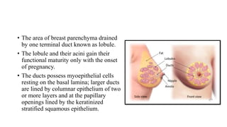 • The area of breast parenchyma drained
by one terminal duct known as lobule.
• The lobule and their acini gain their
functional maturity only with the onset
of pregnancy.
• The ducts possess myoepithelial cells
resting on the basal lamina; larger ducts
are lined by columnar epithelium of two
or more layers and at the papillary
openings lined by the keratinized
stratified squamous epithelium.
 