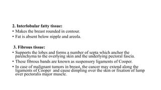 2. Interlobular fatty tissue:
• Makes the breast rounded in contour.
• Fat is absent below nipple and areola.
3. Fibrous tissue:
• Supports the lobes and forms a number of septa which anchor the
parenchyma to the overlying skin and the underlying pectoral fascia.
• These fibrous bands are known as suspensory ligaments of Cooper.
• In case of malignant tumors in breast, the cancer may extend along the
ligaments of Cooper and cause dimpling over the skin or fixation of lump
over pectoralis major muscle.
 