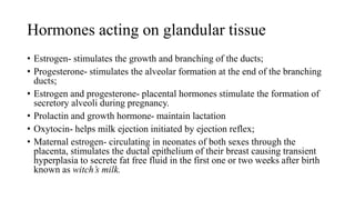 Hormones acting on glandular tissue
• Estrogen- stimulates the growth and branching of the ducts;
• Progesterone- stimulates the alveolar formation at the end of the branching
ducts;
• Estrogen and progesterone- placental hormones stimulate the formation of
secretory alveoli during pregnancy.
• Prolactin and growth hormone- maintain lactation
• Oxytocin- helps milk ejection initiated by ejection reflex;
• Maternal estrogen- circulating in neonates of both sexes through the
placenta, stimulates the ductal epithelium of their breast causing transient
hyperplasia to secrete fat free fluid in the first one or two weeks after birth
known as witch’s milk.
 