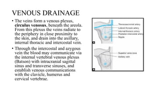 VENOUS DRAINAGE
• The veins form a venous plexus,
circulus venosus, beneath the areola.
From this plexus the veins radiate to
the periphery in close proximity to
the skin, and drain into the axillary,
internal thoracic and intercostal vein.
• Through the intercostal and azygous
vein the blood may communicate via
the internal vertebral venous plexus
(Batson) with intracranial sagittal
sinus and transverse sinuses, and
establish venous communications
with the clavicle, humerus and
cervical vertebrae.
 