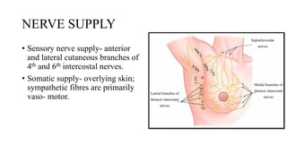 NERVE SUPPLY
• Sensory nerve supply- anterior
and lateral cutaneous branches of
4th and 6th intercostal nerves.
• Somatic supply- overlying skin;
sympathetic fibres are primarily
vaso- motor.
 