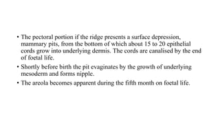 • The pectoral portion if the ridge presents a surface depression,
mammary pits, from the bottom of which about 15 to 20 epithelial
cords grow into underlying dermis. The cords are canalised by the end
of foetal life.
• Shortly before birth the pit evaginates by the growth of underlying
mesoderm and forms nipple.
• The areola becomes apparent during the fifth month on foetal life.
 