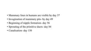 • Mammary lines in humans are visible by day 37
• Invagination of mammary pits- by day 49
• Beginning of nipple formation- day 56
• Sprouting of the primitive ducts- day 84
• Canalisation- day 150
 