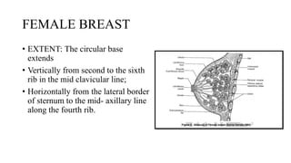 FEMALE BREAST
• EXTENT: The circular base
extends
• Vertically from second to the sixth
rib in the mid clavicular line;
• Horizontally from the lateral border
of sternum to the mid- axillary line
along the fourth rib.
 