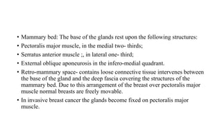 • Mammary bed: The base of the glands rest upon the following structures:
• Pectoralis major muscle, in the medial two- thirds;
• Serratus anterior muscle ;, in lateral one- third;
• External oblique aponeurosis in the infero-medial quadrant.
• Retro-mammary space- contains loose connective tissue intervenes between
the base of the gland and the deep fascia covering the structures of the
mammary bed. Due to this arrangement of the breast over pectoralis major
muscle normal breasts are freely movable.
• In invasive breast cancer the glands become fixed on pectoralis major
muscle.
 