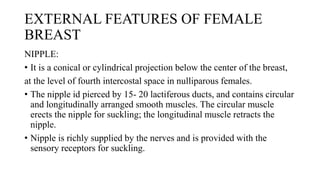 EXTERNAL FEATURES OF FEMALE
BREAST
NIPPLE:
• It is a conical or cylindrical projection below the center of the breast,
at the level of fourth intercostal space in nulliparous females.
• The nipple id pierced by 15- 20 lactiferous ducts, and contains circular
and longitudinally arranged smooth muscles. The circular muscle
erects the nipple for suckling; the longitudinal muscle retracts the
nipple.
• Nipple is richly supplied by the nerves and is provided with the
sensory receptors for suckling.
 