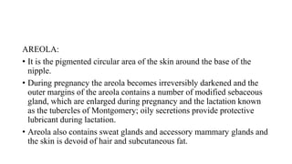 AREOLA:
• It is the pigmented circular area of the skin around the base of the
nipple.
• During pregnancy the areola becomes irreversibly darkened and the
outer margins of the areola contains a number of modified sebaceous
gland, which are enlarged during pregnancy and the lactation known
as the tubercles of Montgomery; oily secretions provide protective
lubricant during lactation.
• Areola also contains sweat glands and accessory mammary glands and
the skin is devoid of hair and subcutaneous fat.
 