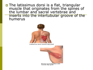 The latissimus dorsi is a flat, triangular
muscle that originates from the spines of
the lumbar and sacral vertebrae and
inserts into the intertubular groove of the
humerus
 