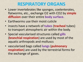RESPIRATORY ORGANS
• Lower invertebrates like sponges, coelenterates,
flatworms, etc., exchange O2 with CO2 by simple
diffusion over their entire body surface.
• Earthworms use their moist cuticle
• insects have a network of tubes (tracheal tubes)
to transport atmospheric air within the body.
• Special vascularised structures called gills
(branchial respiration) are used by most of the
aquatic arthropods and molluscs
• vascularised bags called lungs (pulmonary
respiration) are used by the terrestrial forms for
the exchange of gases.
 