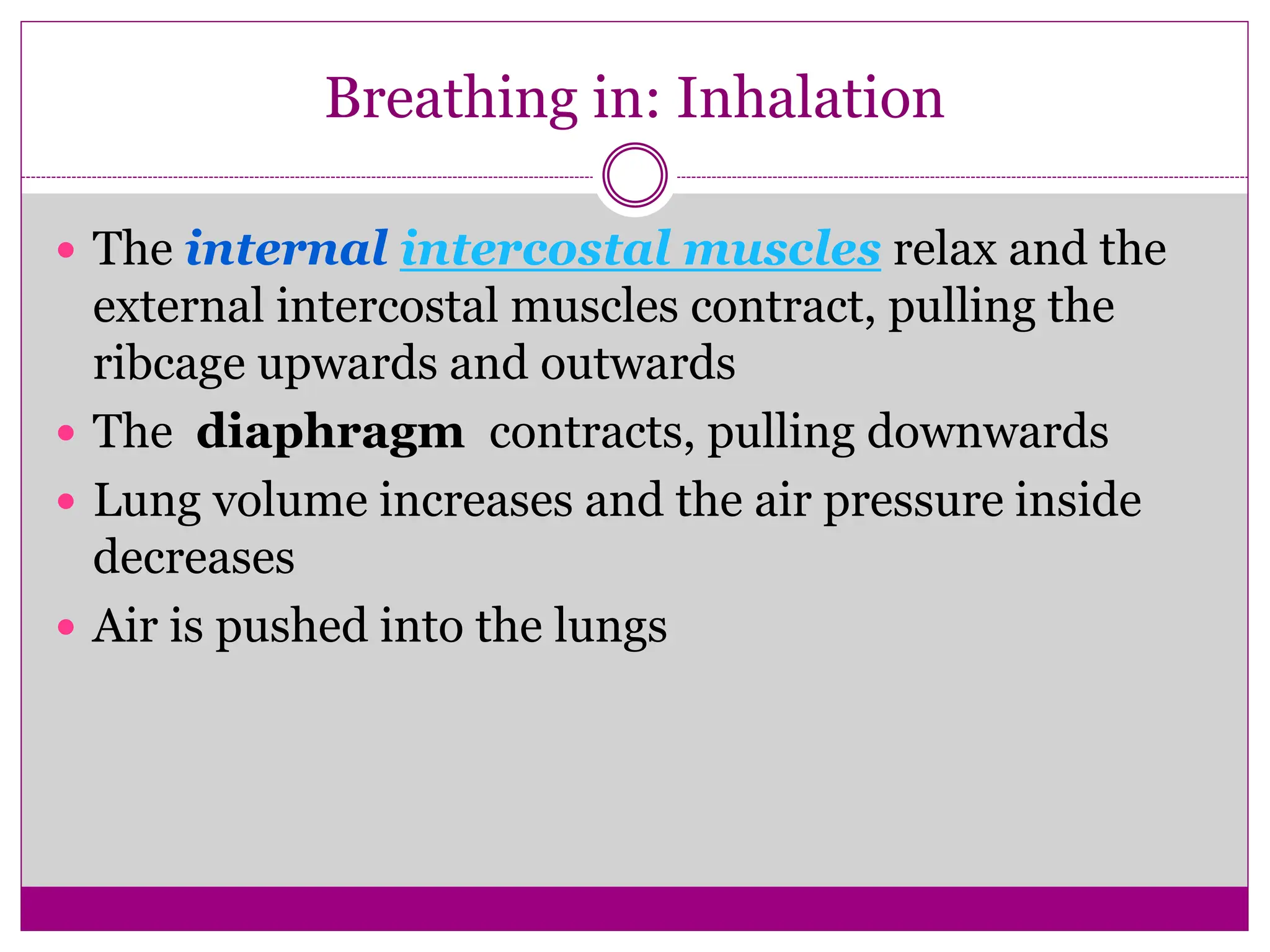 Breathing in: Inhalation
 The internal intercostal muscles relax and the
external intercostal muscles contract, pulling the
ribcage upwards and outwards
 The diaphragm contracts, pulling downwards
 Lung volume increases and the air pressure inside
decreases
 Air is pushed into the lungs
 