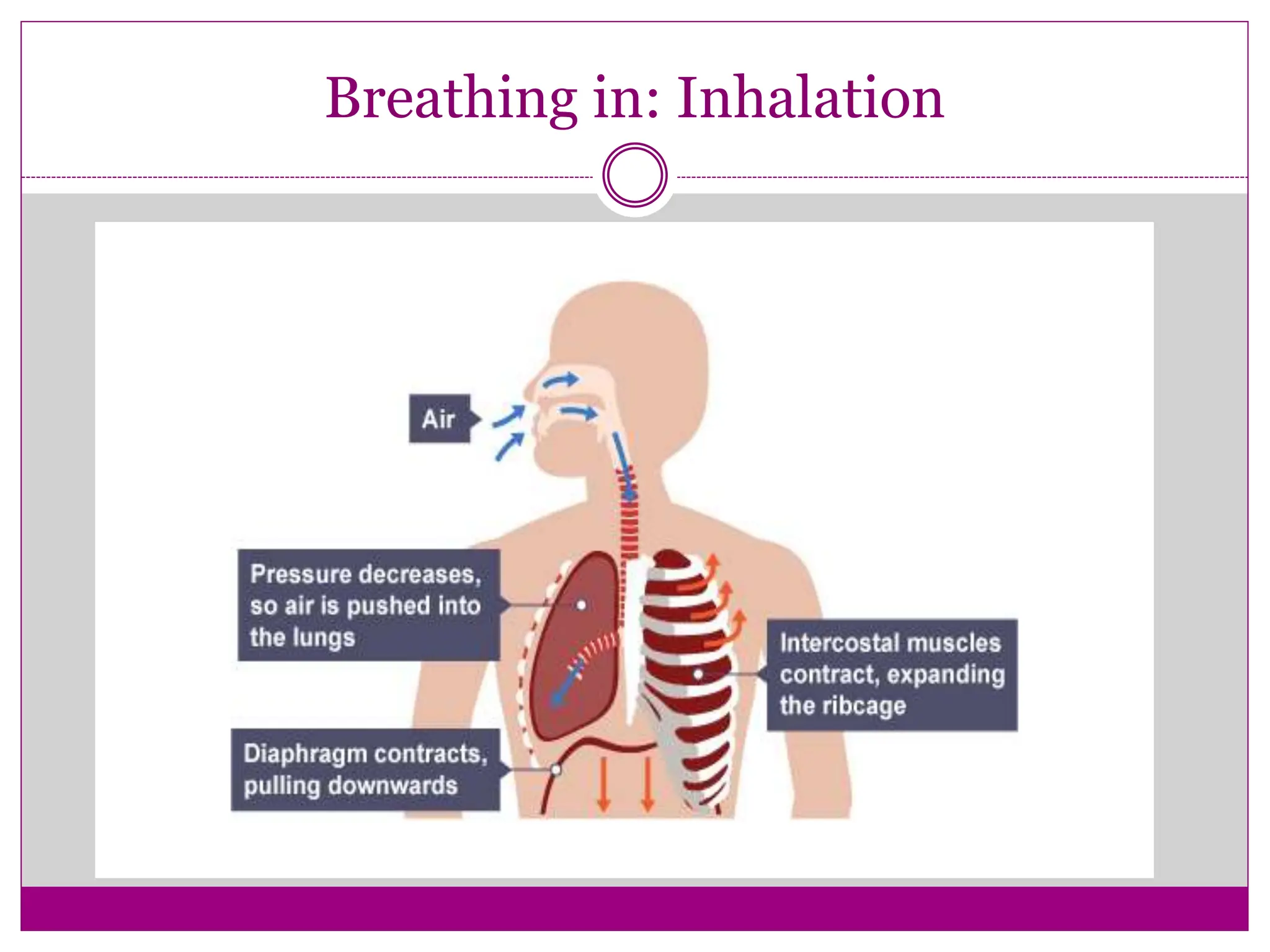 Breathing in: Inhalation
 