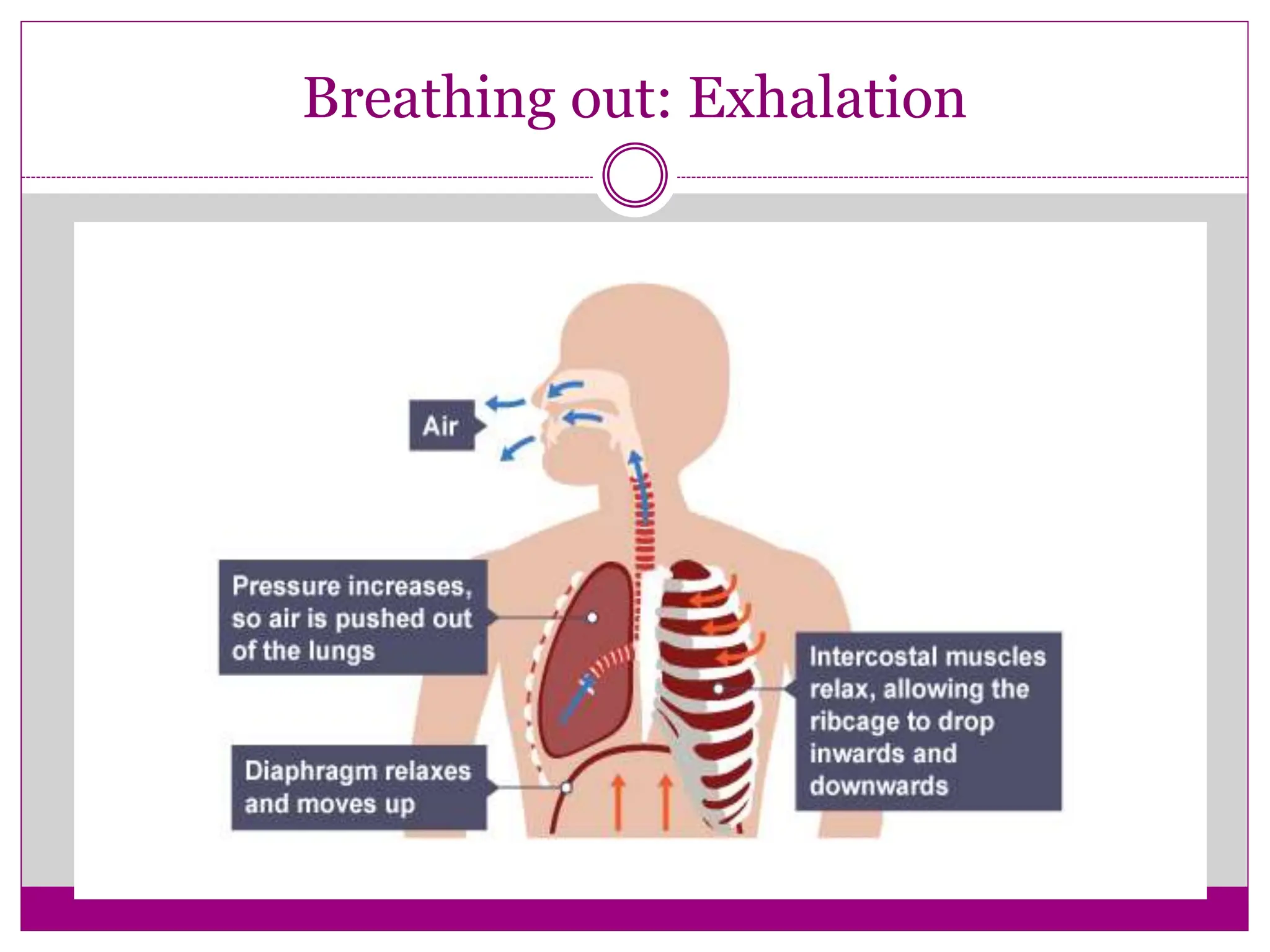 Breathing out: Exhalation
 