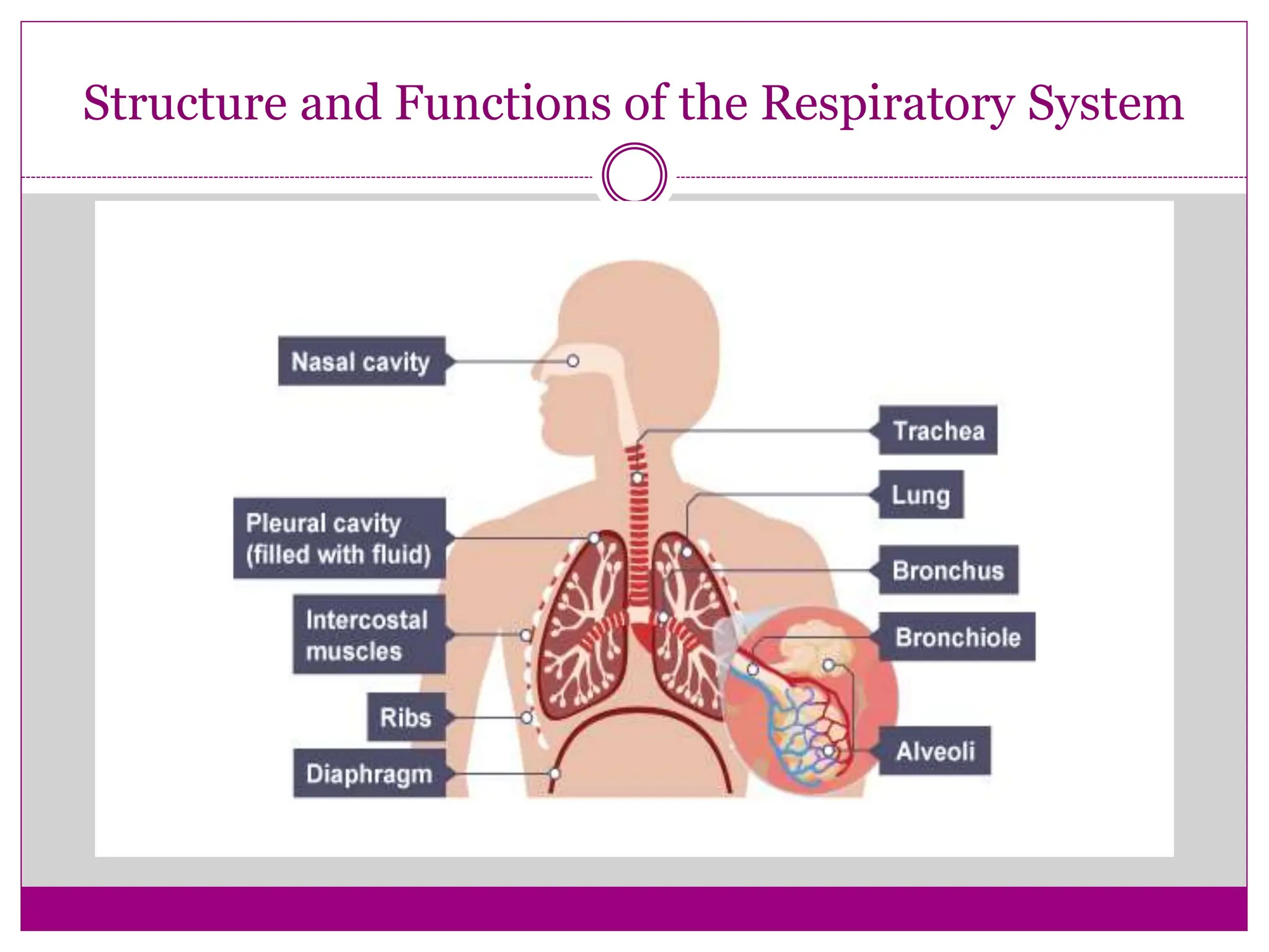 Structure and Functions of the Respiratory System
 