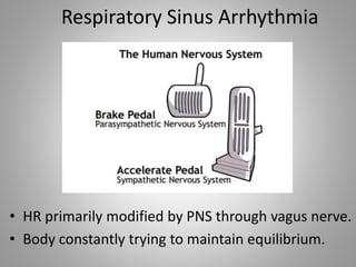 • HR primarily modified by PNS through vagus nerve.
• Body constantly trying to maintain equilibrium.
Respiratory Sinus Arrhythmia
 