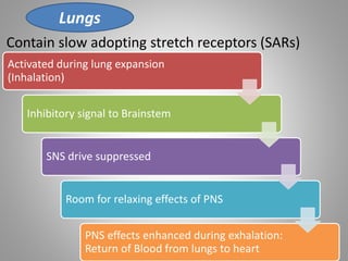 Contain slow adopting stretch receptors (SARs)
Lungs
Activated during lung expansion
(Inhalation)
Inhibitory signal to Brainstem
SNS drive suppressed
Room for relaxing effects of PNS
PNS effects enhanced during exhalation:
Return of Blood from lungs to heart
 