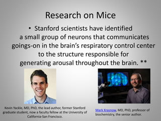 Research on Mice
• Stanford scientists have identified
a small group of neurons that communicates
goings-on in the brain’s respiratory control center
to the structure responsible for
generating arousal throughout the brain. **
Kevin Yackle, MD, PhD, the lead author, former Stanford
graduate student, now a faculty fellow at the University of
California-San Francisco.
Mark Krasnow, MD, PhD, professor of
biochemistry, the senior author.
 