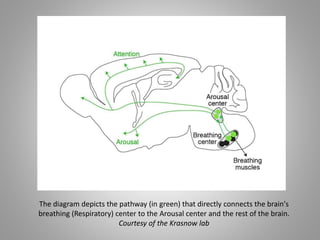 The diagram depicts the pathway (in green) that directly connects the brain's
breathing (Respiratory) center to the Arousal center and the rest of the brain.
Courtesy of the Krasnow lab
 