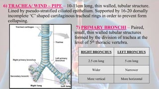 Windpipe Collapse Breathing and exchange of gases | PPTX