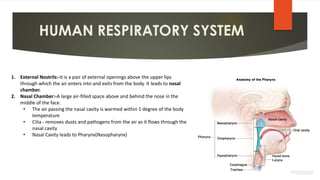 Breathing & Exchange of Gases || CBSE CLASS 11TH NCERT | PDF